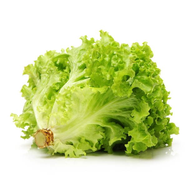 Lettuce product showcase